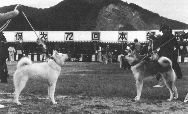 Akita-inu-Du-Temple-de-Ginkaku-ji-Histoire-4